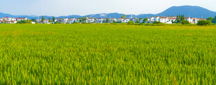 翠绿稻田与远山美景
