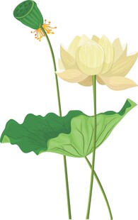 白荷花插画