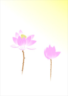 设计的学习荷花