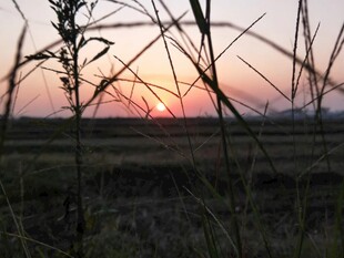 夕阳下的田野植物景观
