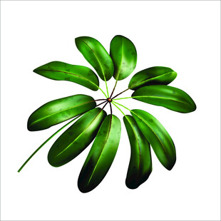 翠绿多瓣叶片植物特写