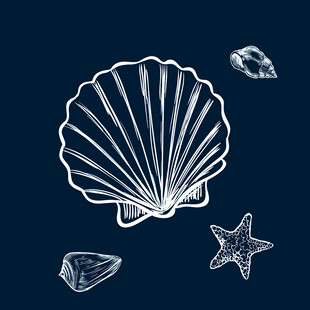 贝壳海星等海洋元素图案