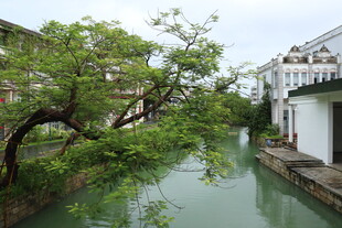 江南水乡河畔绿意景致