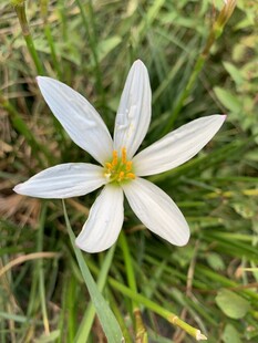 一朵葱兰花