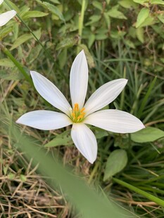 草丛间的葱兰花
