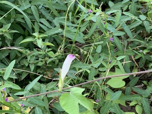 待放的牵牛花