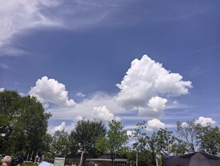 蓝天白云下的绿树景致
