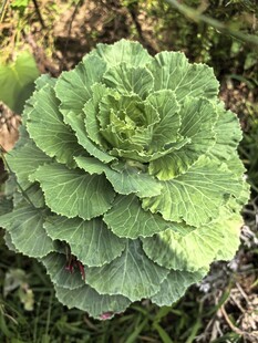 翠绿卷心菜特写