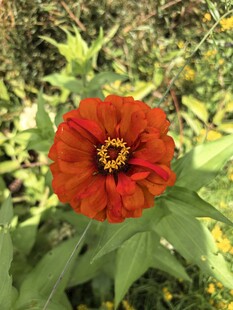 鲜艳红色百日菊花朵绽放绿叶间