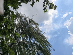 蓝天白云下的垂柳