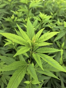 嫩绿植物叶片特写