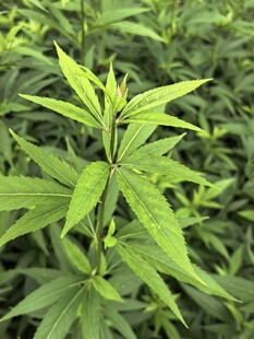 嫩绿植物枝叶特写
