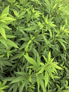翠绿繁茂的植物叶片