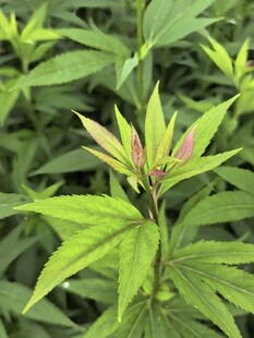 嫩绿枝叶的清新植物