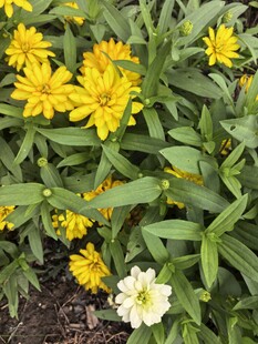 黄花绿叶间的百日菊