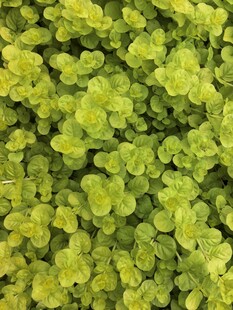 翠绿鲜嫩的多肉植物