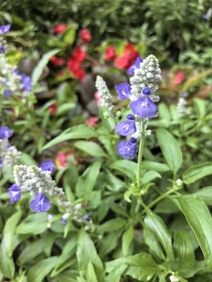 蓝紫色薰衣草花