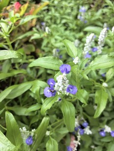 蓝紫色薰衣草花