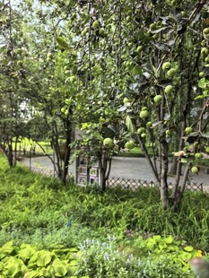林荫小道旁的绿植景观