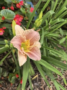 粉色萱草花特写