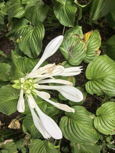 玉簪花特写