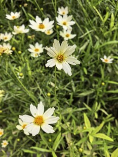 草地上的白色小菊花绽放