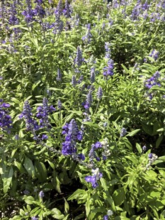 紫色薰衣草花丛绽放生机
