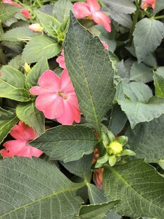 娇艳粉色凤仙花绿植特写