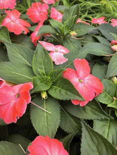 新几内亚凤仙花