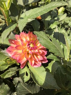 艳丽大丽花绽放绿叶间