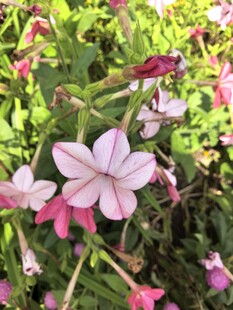 花烟草