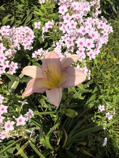粉色百合绽放于花丛中