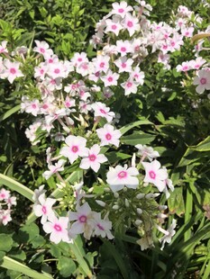 洋梅花