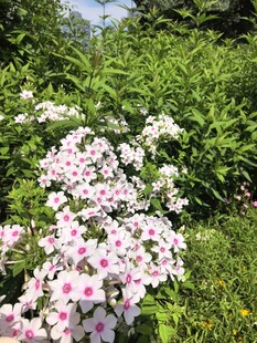 洋梅花