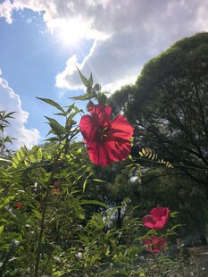 阳光下的娇艳木槿花