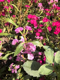石竹花