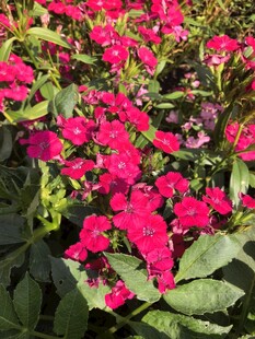 石竹花