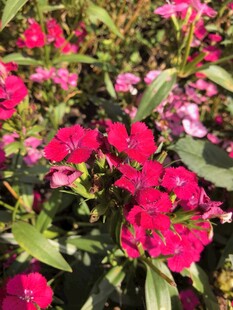 石竹花