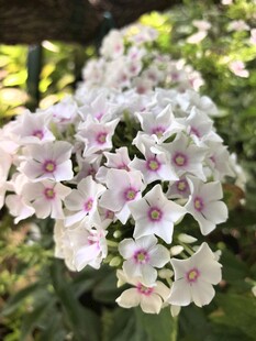 洋梅花