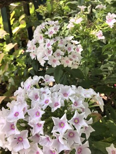 洋梅花