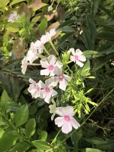 洋梅花
