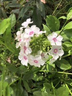 洋梅花