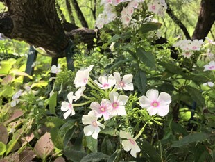 繁花绿叶间的洋梅花