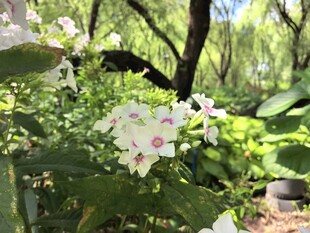绿叶丛中绽放的洋梅花