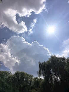 蓝天白云下的阳光绿树