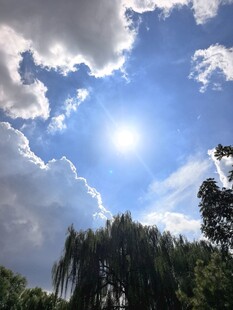 蓝天白云下的葱郁树木