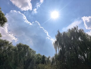 蓝天白云下的葱郁树林