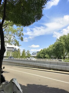 路边绿树成荫的开阔景象