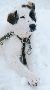 雪地中的可爱拴绳小狗