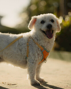可爱白狗户外开心模样